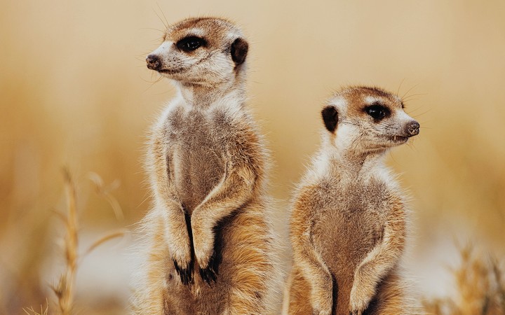 meerkats