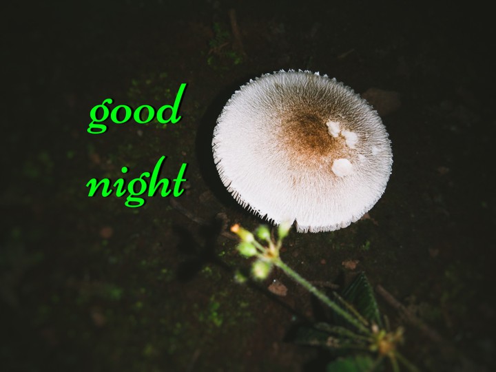 Good Night
