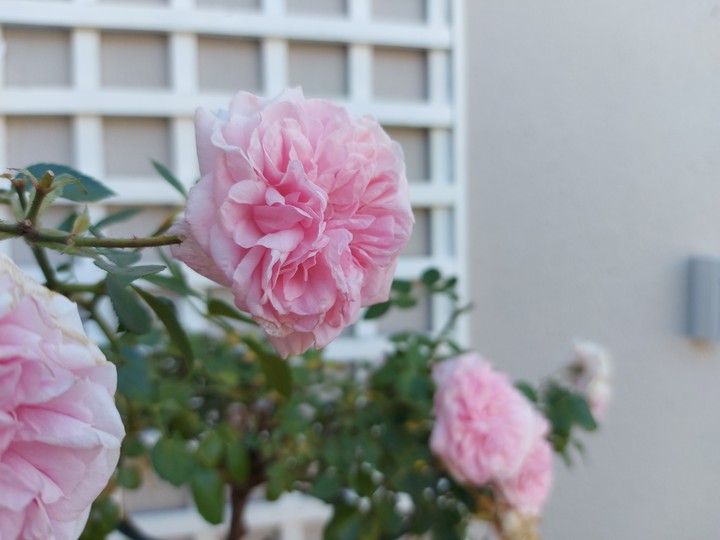 Pink Rose