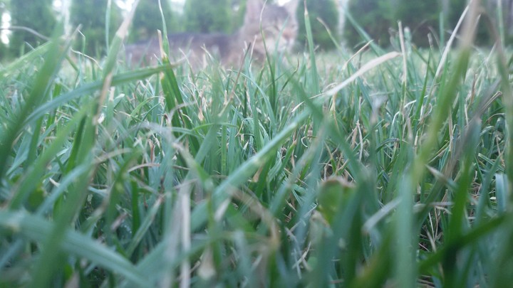 Grass and cat