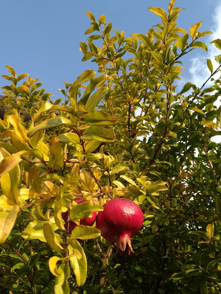 autumn