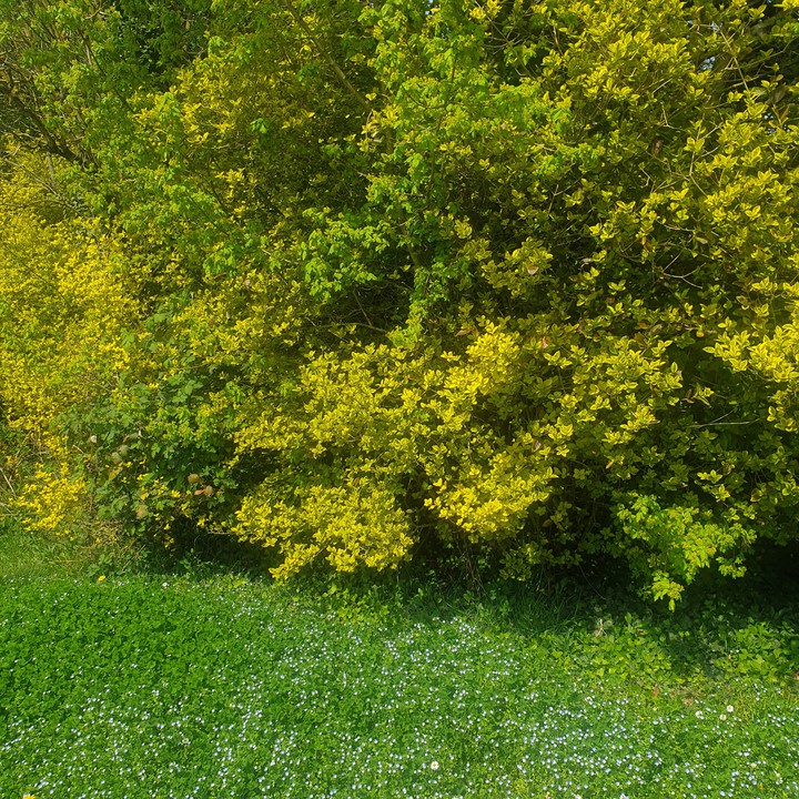 Fleurs