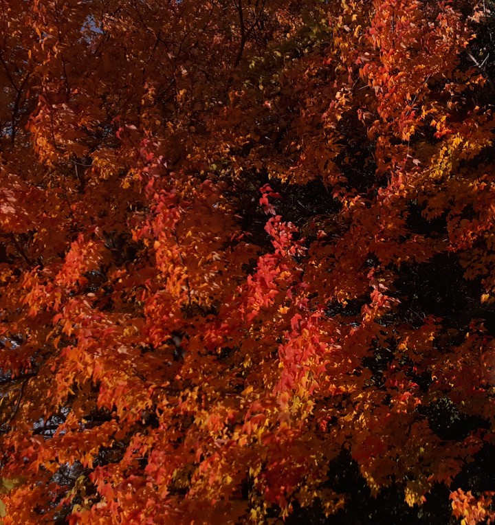 Fall Leaves