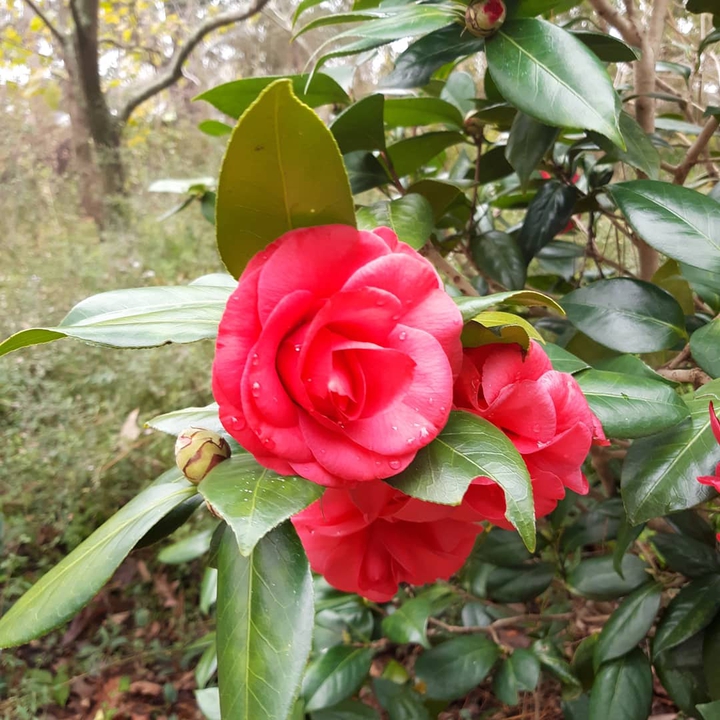red camellia