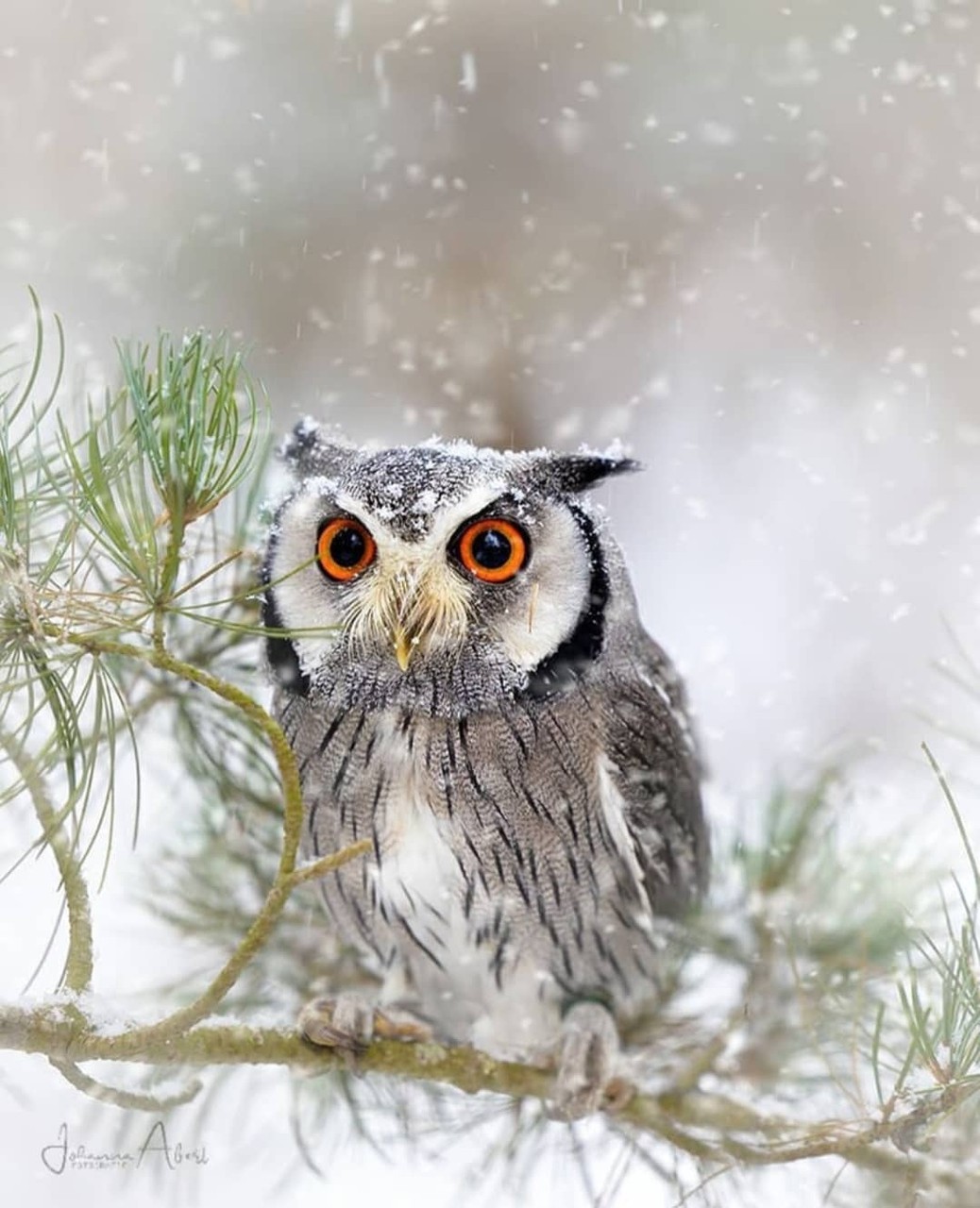 Animali