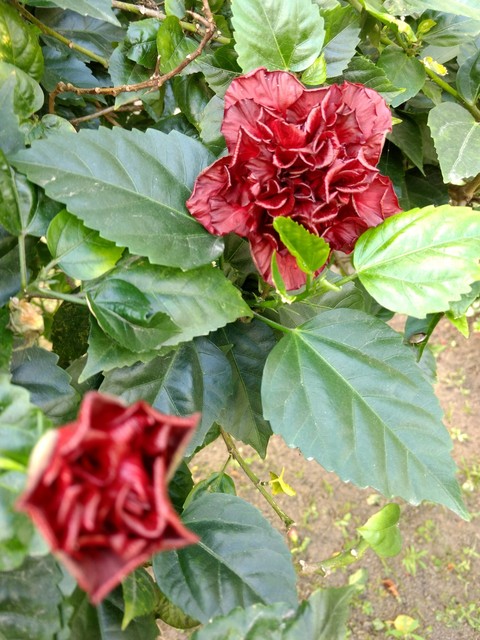 flor
