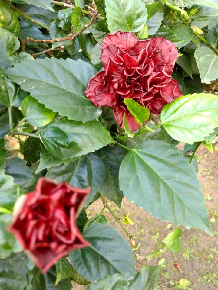 flor