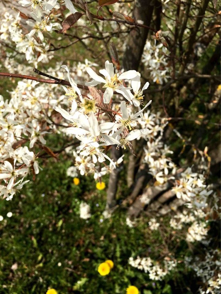 spring