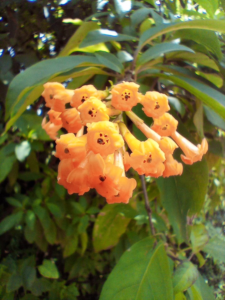 Flowers