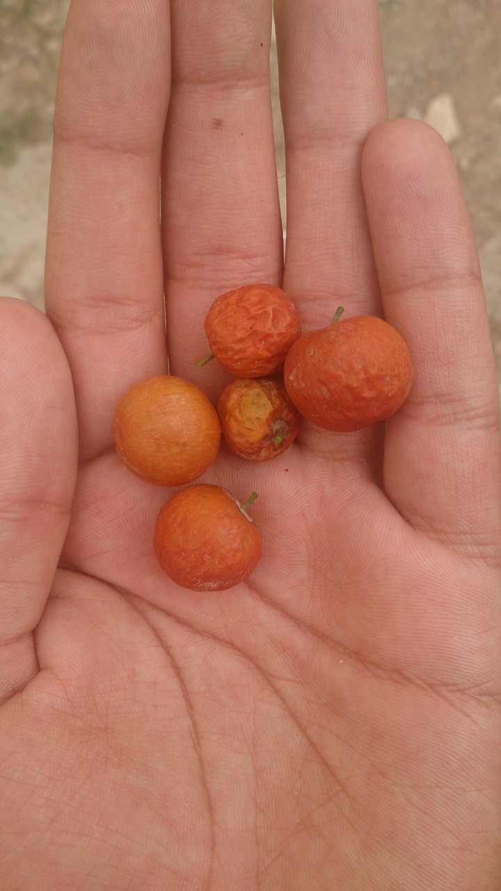 konar it's a tiny and sweet fruit
