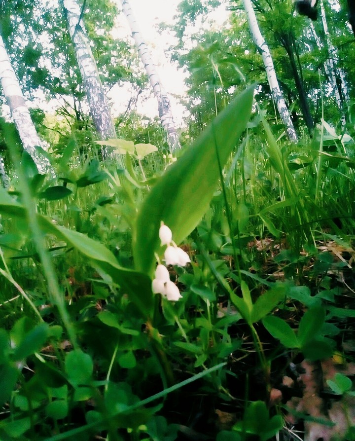 Ландыш