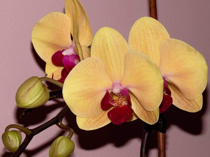 flowers ?