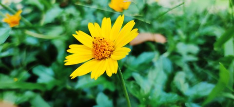 nature flower