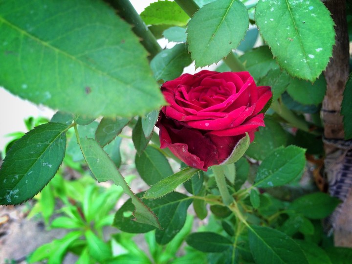 red queen