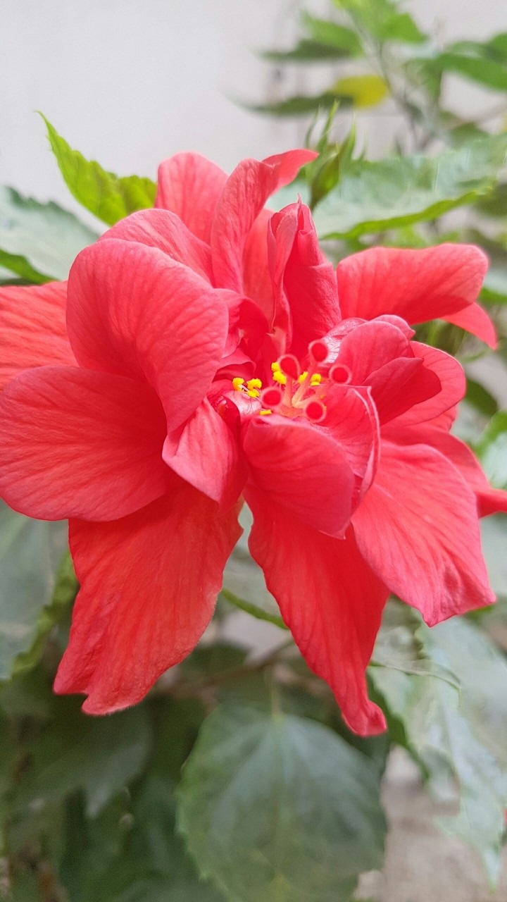 Hibiscus
