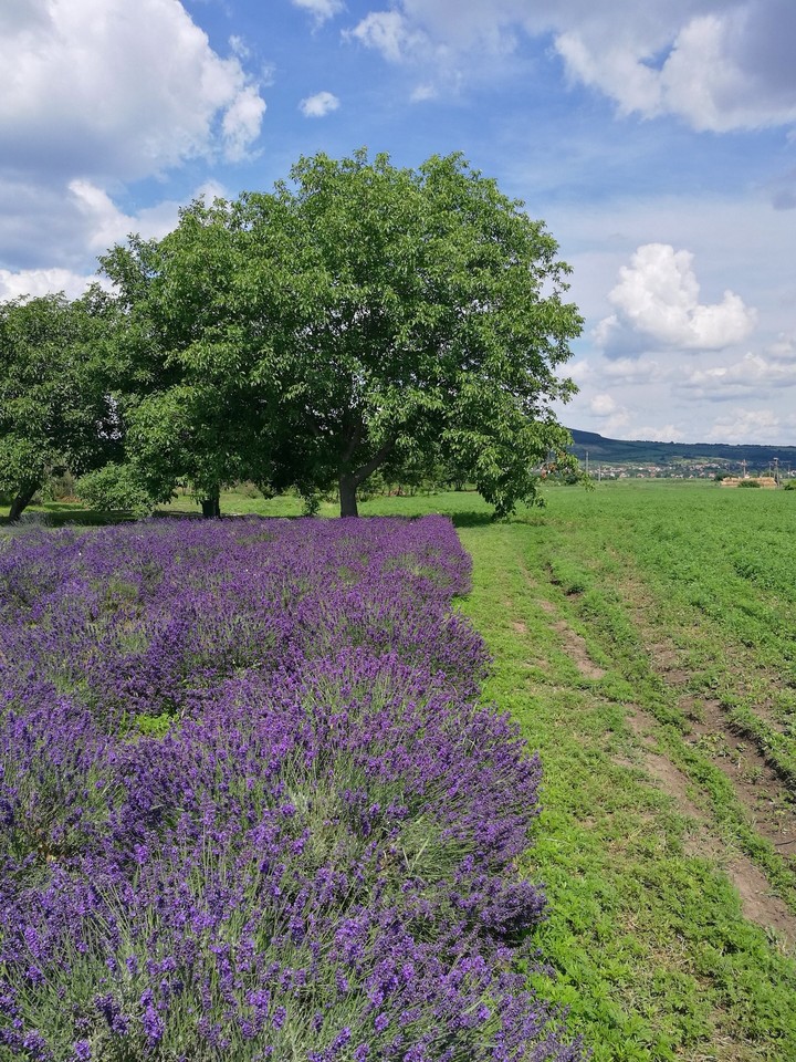 lavender