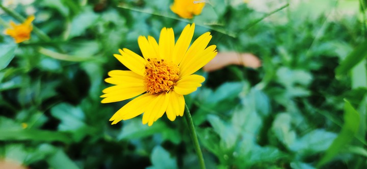 nature flower