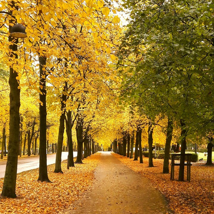 Autumn Colours