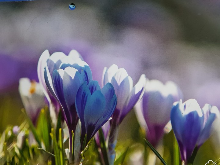 flores beauté du monde