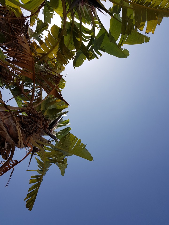Sun Palm