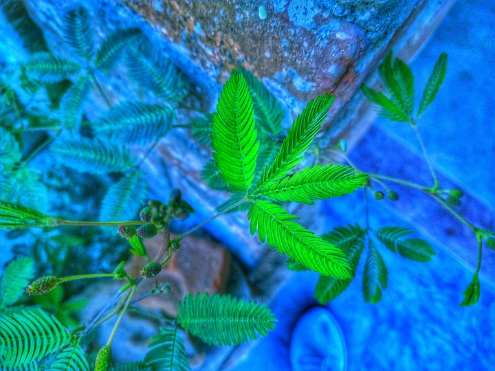 leaf