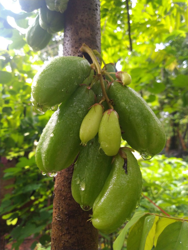 green fruit