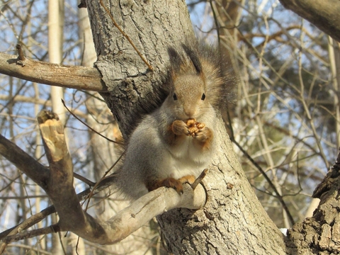 whiskers, wood háttérképek