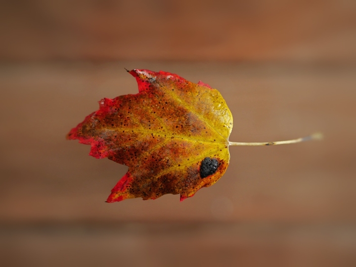 Just a Leaf