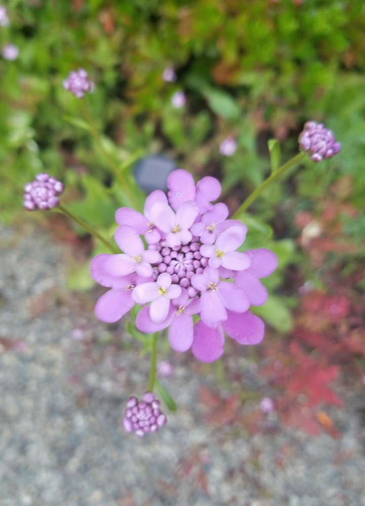 delicate beauty 2017