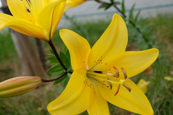 Lily
