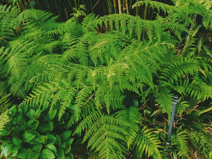 Bush
