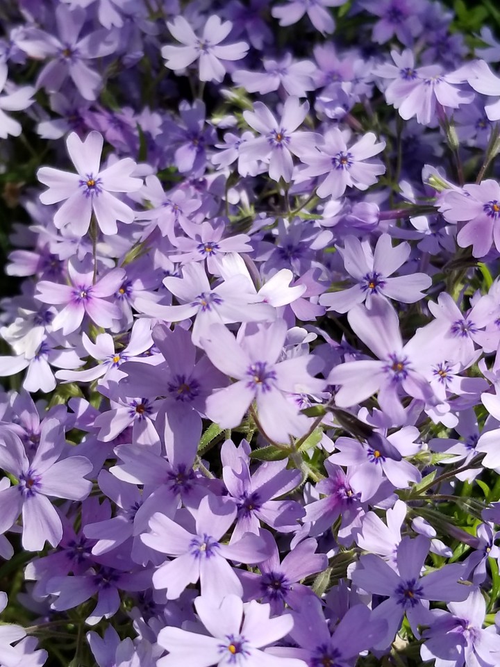 芝桜