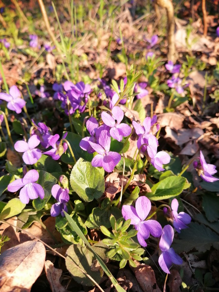 spring