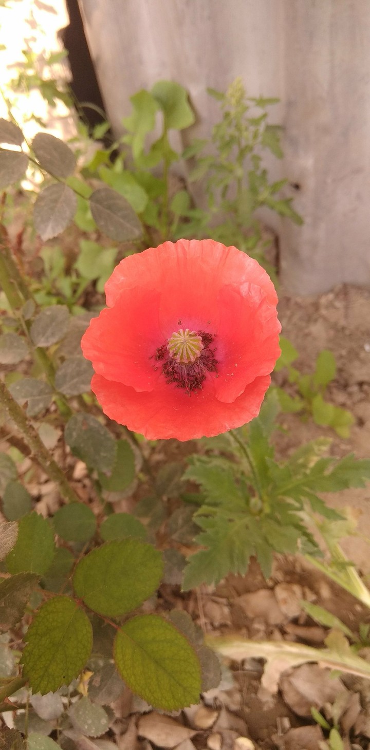 flower