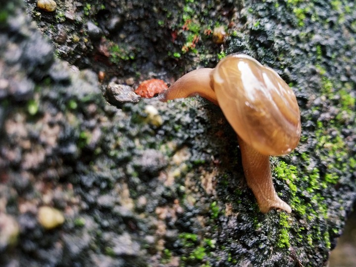 Snail