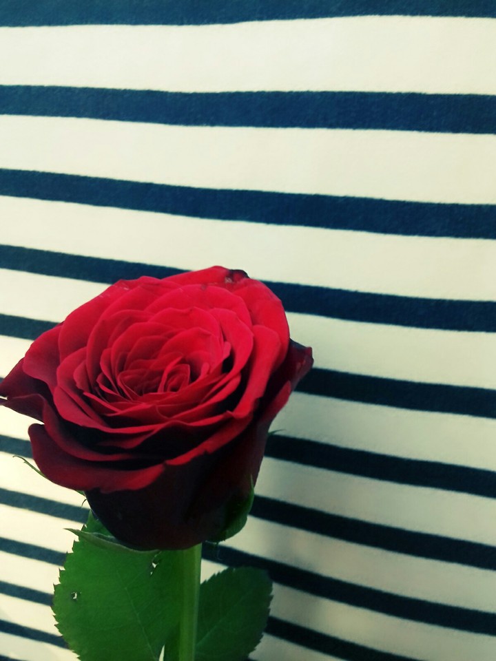 A pretty red rose