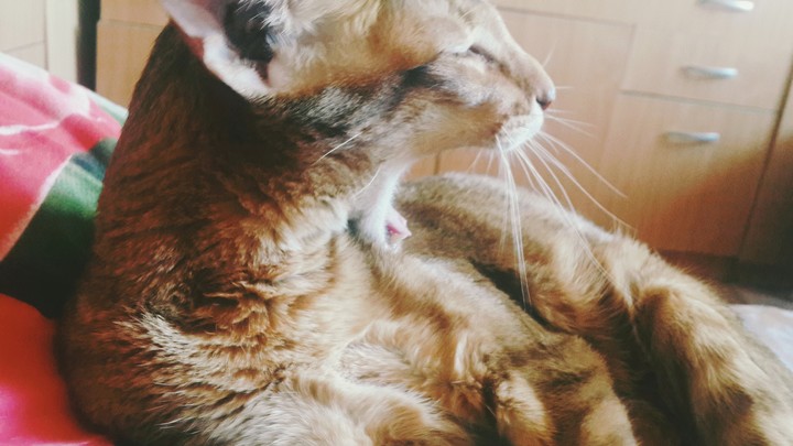мой любимец
