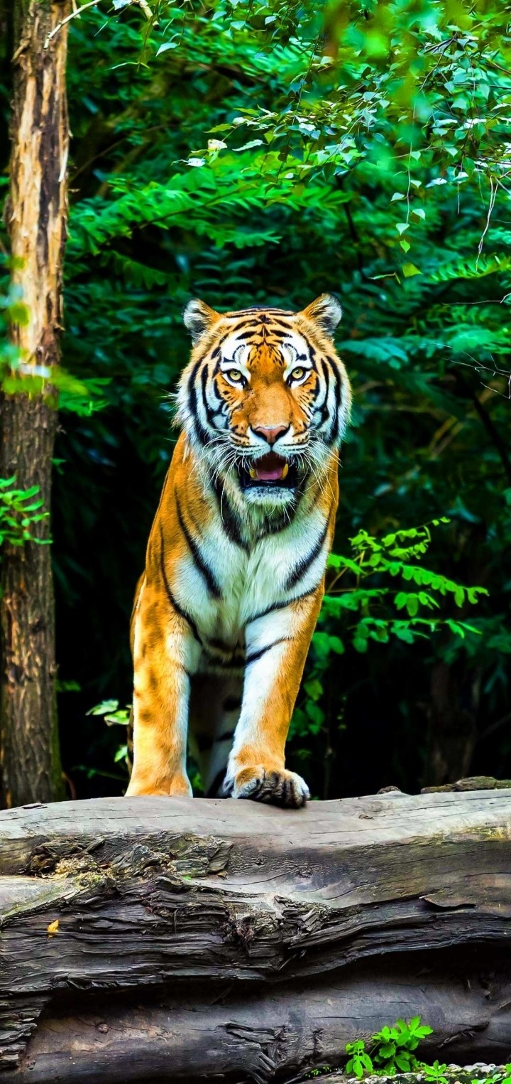 tiger