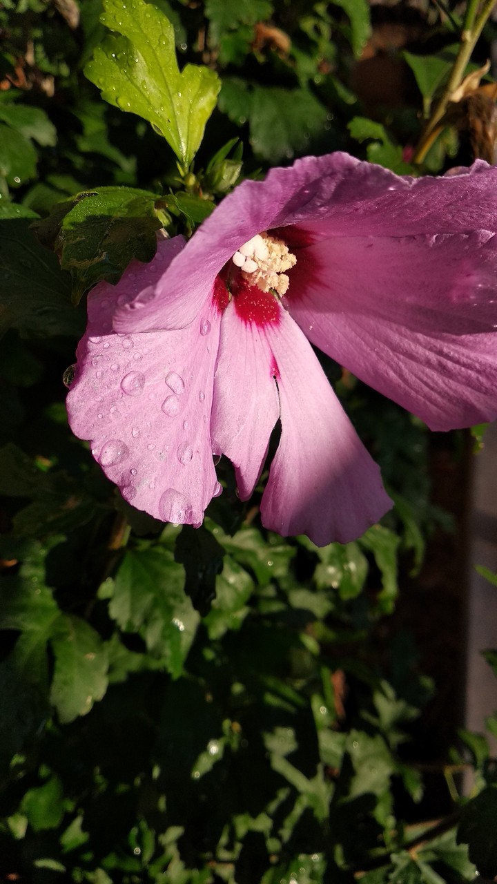 Just a morning flower...