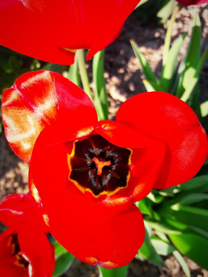 tulips