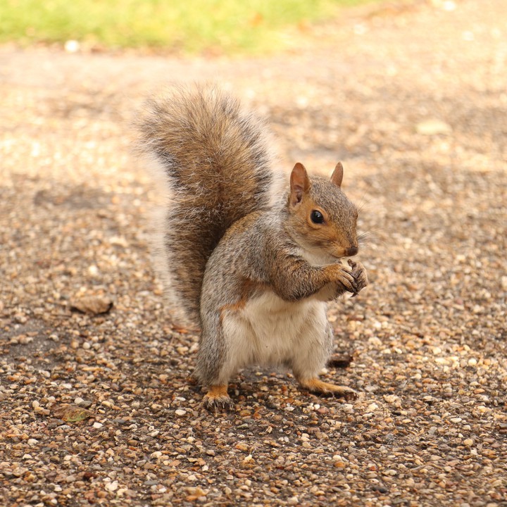 Squirrel enjoying nuts