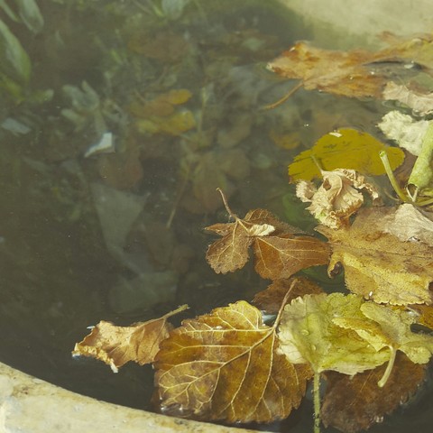 leave falling at water