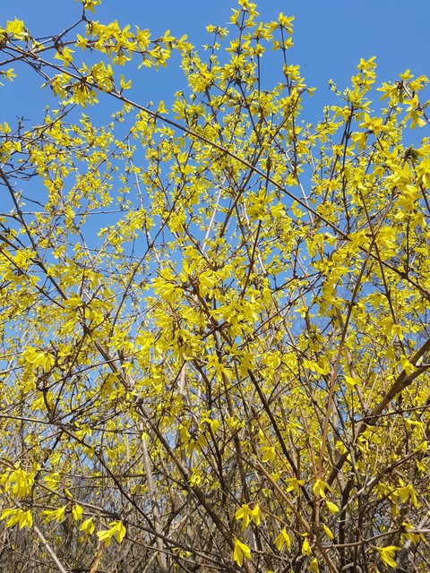 hình nền flower, blossom