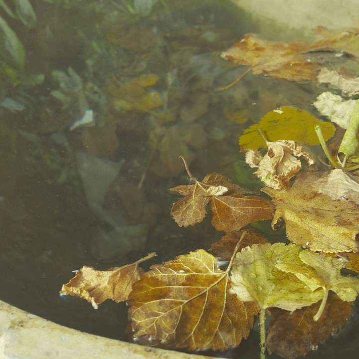 leave falling at water
