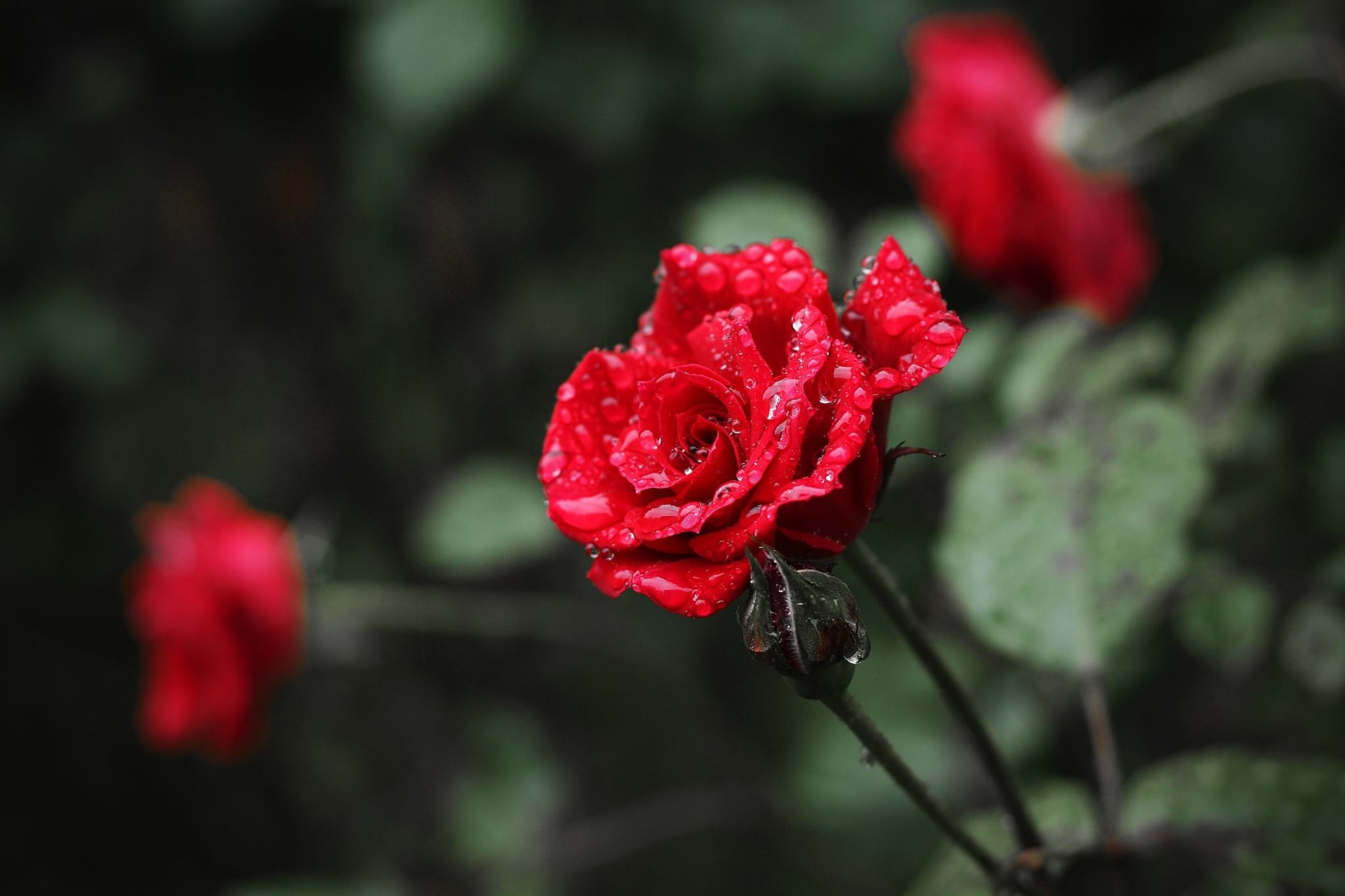 Red Rose