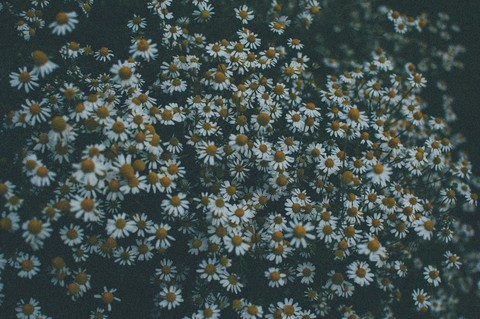 flower, bellis háttérképek