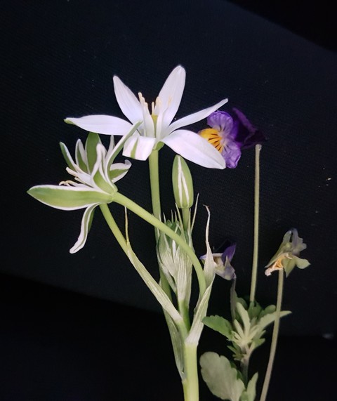 wildflower, petal achtergronden