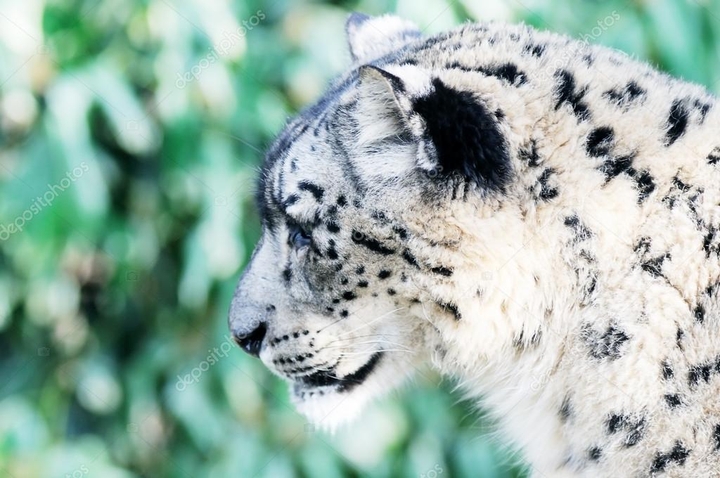 snow leopard