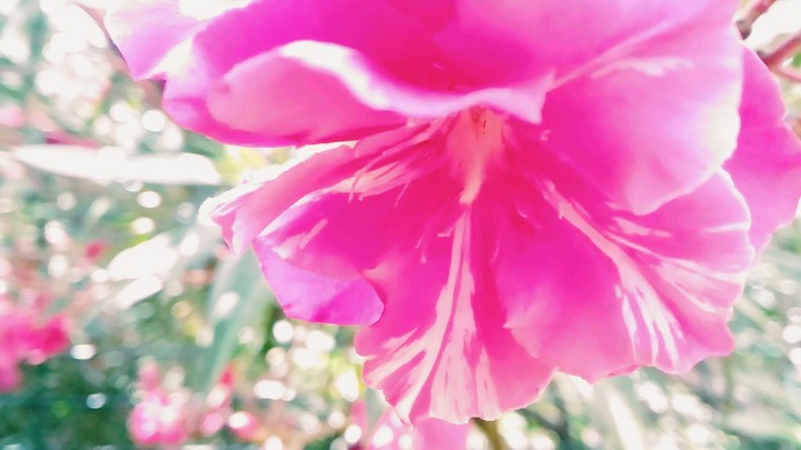 fleurs de jardin