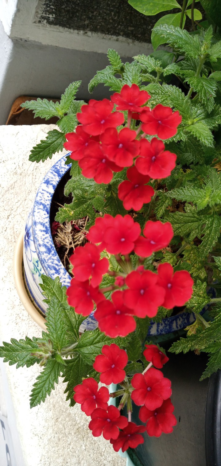 red flower